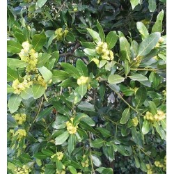 Huile essentielle Laurier BIO