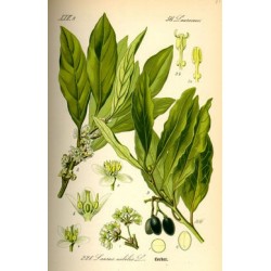 Huile essentielle Laurier AB 10ml