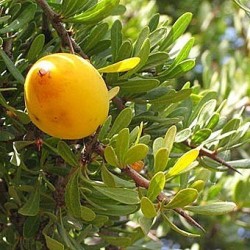 Huile végétale Argan BIO