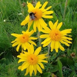 Huile végétale Arnica (macérât huileux) BIO