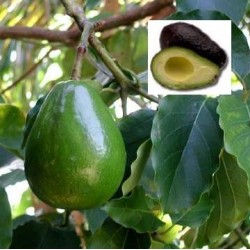 Huile végétale Avocat BIO
