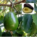 Huile végétale Avocat BIO