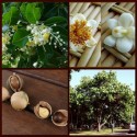 Huile végétale Calophylle Inophyle BIO
