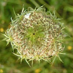 Huile essentielle Carotte sauvage BIO