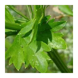 Huile essentielle Céleri