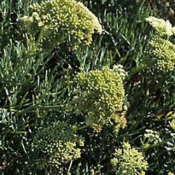 Huile essentielle Christe marine