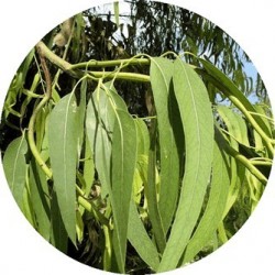 Huile essentielle Eucalyptus smithii BIO