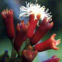 Huile essentielle Girofle clous BIO