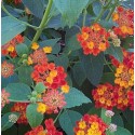 Huile essentielle Lantana