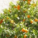 Huile essentielle Mandarine rouge BIO