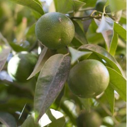 Huile essentielle Mandarine verte BIO