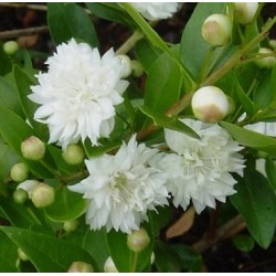 Huile essentielle Myrte AB BIO