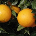 Huile essentielle Orange douce BIO