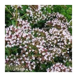 Huile essentielle Origan compact BIO 
