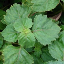 Huile essentielle Patchouli BIO 