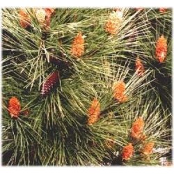 Huile essentielle Pin maritime BIO