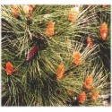 Huile essentielle Pin maritime BIO