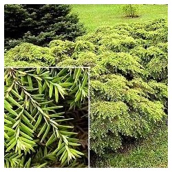 Huile essentielle Pruche BIO 