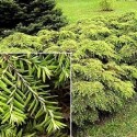 Huile essentielle Pruche BIO 