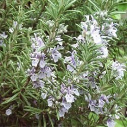 Huile essentielle Romarin 1.8 cinéole BIO 