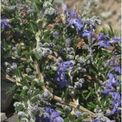 Huile essentielle Romarin à verbénone BIO 