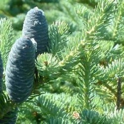 Huile essentielle Sapin baumié BIO
