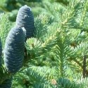 Huile essentielle Sapin baumié BIO