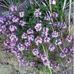 Huile essentielle Serpolet BIO