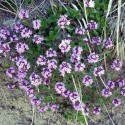 Huile essentielle Serpolet BIO