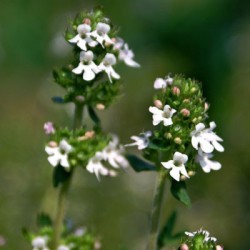 Huile essentielle Thym à borneol BIO