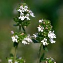 Huile essentielle Thym à borneol BIO