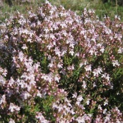 Huile essentielle Thym à thujanol BIO 