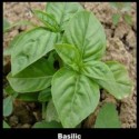Hydrolat Basilic BIO