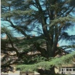Hydrolat Cèdre de l'Atlas BIO (bois)