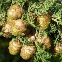 Hydrolat Cypres BIO