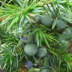 Hydrolat Genevrier BIO