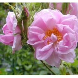Hydrolat Rose de damas BIO 