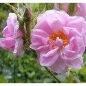 Hydrolat Rose de damas BIO 
