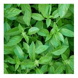 Huile essentielle basilic citronné extra
