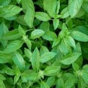 Huile essentielle basilic citronné extra