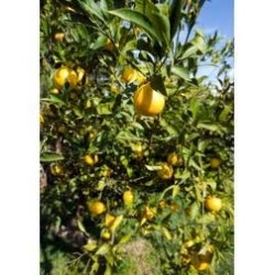 Huile essentielle orange amere Bio