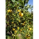 Huile essentielle orange amere Bio