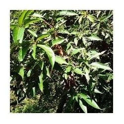 Huile essentielle sugandha kokila