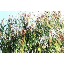 Huile essentielle eucalyptus staigeriana 