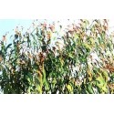 Huile essentielle eucalyptus staigeriana 