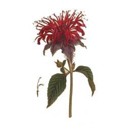 Huile essentielle monarde 