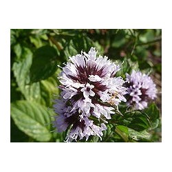 Huile essentielle menthe bergamotte