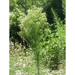 Hydrolat vergerette du canada BIO