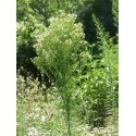 Hydrolat vergerette du canada BIO