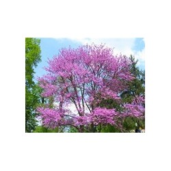 Macérât bio de bourgeons : Arbre de Judée